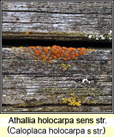 Athallia holocarpa s str (Caloplaca holocarpa ss)