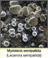 Myriolecis semipallida (Lecanora semipallida)