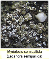 Myriolecis semipallida (Lecanora semipallida)