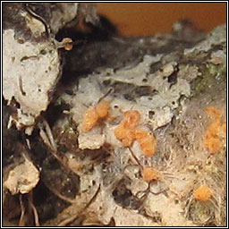 Paranectria oropensis