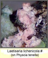 Laetisaria lichenicola