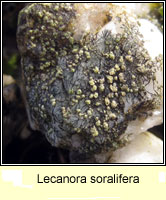 Lecanora soralifera