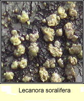 Lecanora soralifera