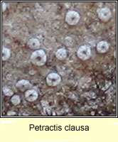 Petractis clausa