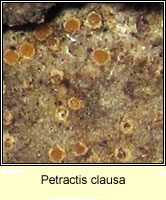 Petractis clausa