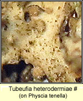 Tubeufia heterodermiae