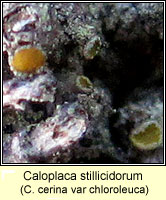 Caloplaca stillicidorum (C cerina v chloroleuca)