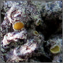 Caloplaca stillicidiorum