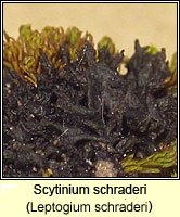 Leptogium schraderi