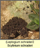 Scytinium schraderi (Leptogium schraderi)