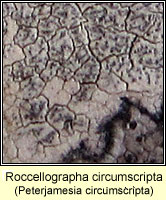 Roccellographa circumscripta