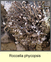 Roccella phycopsis