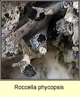 Roccella phycopsis