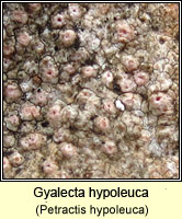 Gyalecta hypoleuca (Petractis hypoleuca)