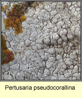 Pertusaria pseudocorallina