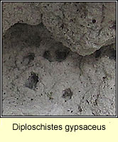 Diploschistes gypsaceus