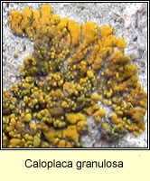 Caloplaca granulosa