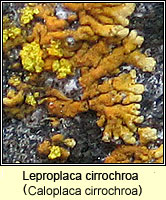 Leproplaca cirrochroa (Caloplaca cirrochroa)