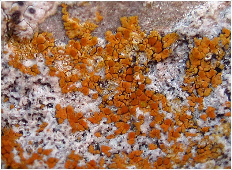 Caloplaca arnoldii