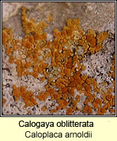 Calogaya oblitterata (Caloplaca arnoldii)