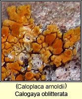 Caloplaca arnoldii