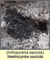 Naetrocymbe saxicola (Arthopyrenia saxicola)