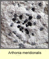 Arthonia meridionalis