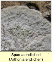 Arthonia endlicheri