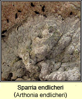 Sparria endlicheri (Arthonia endlicheri)