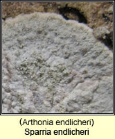 Sparria endlicheri (Arthonia endlicheri)