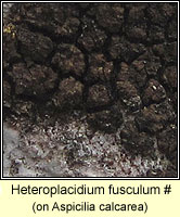 Heteroplacidium fuscellum