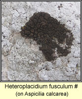 Heteroplacidium fusculum