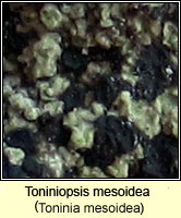 Toniniopsis mesoidea (Toninia mesoidea)