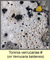 Toninia verrucariae