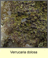 Verrucaria dolosa