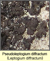 Pseudoleptogium diffractum (Leptogium diffractum)