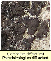 Pseudoleptogium diffractum (Leptogium diffractum)