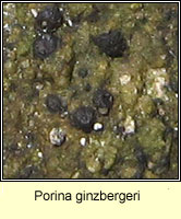 Porina ginzbergeri