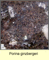 Porina ginzbergeri