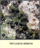 Verrucaria elaeina