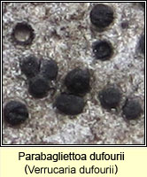 Verrucaria dufourii