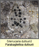 Parabagliettoa dufourii (Verrucaria dufourii)