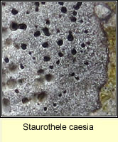 Staurothele caesia