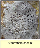 Staurothele caesia