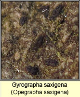 Opegrapha saxigena