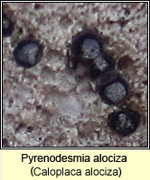 Caloplaca alociza