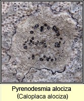 Pyrenodesmia alociza (Caloplaca alociza)