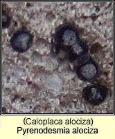 Caloplaca alociza