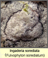 Ingaderia sorediata (Fulvophyton sorediatum, Sclerophytomyces circumscriptus var sorediatus)