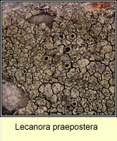 Lecanora praepostera
